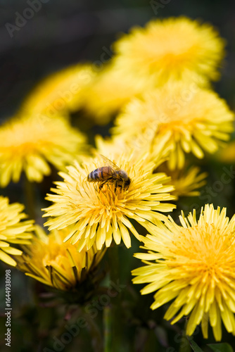 bee on dandelion