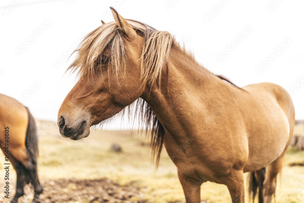 Obraz premium Icelandic horse grazing in a green field.