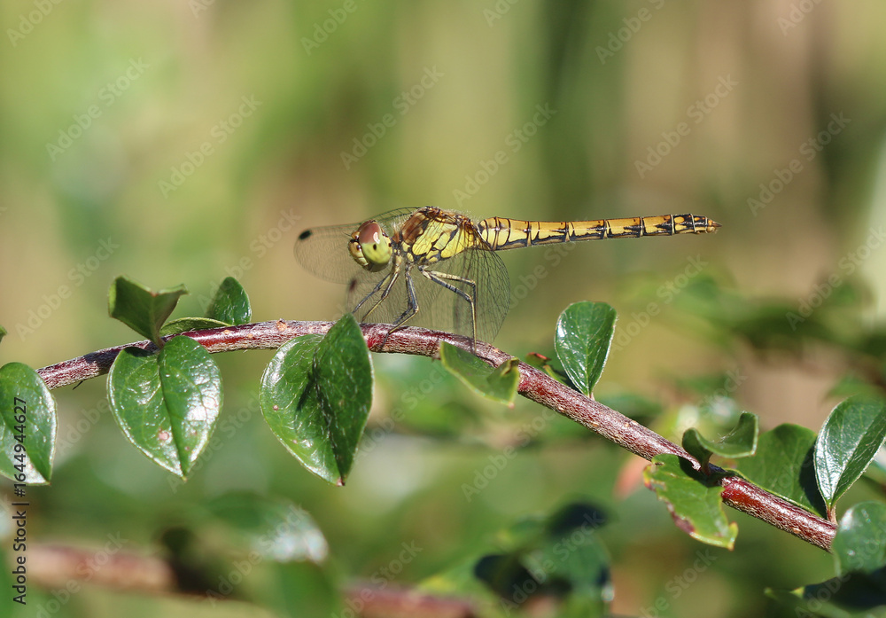 Große Heidelibelle - Common Darter Große Heidelibelle - Common Darter