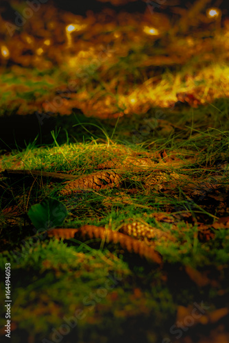 summer evening in the forest, pine cone on the ground surrounded by grass and leaves