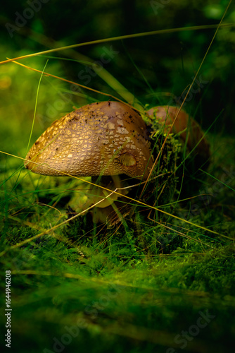 Muchomor czerwieniejący (Amanita rubescens) / grzyb leśny