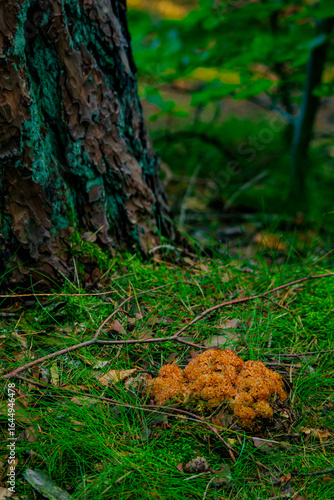 Szmaciak gałęzisty, siedzuń sosnowy, Sparassis crispa, wild mushroom