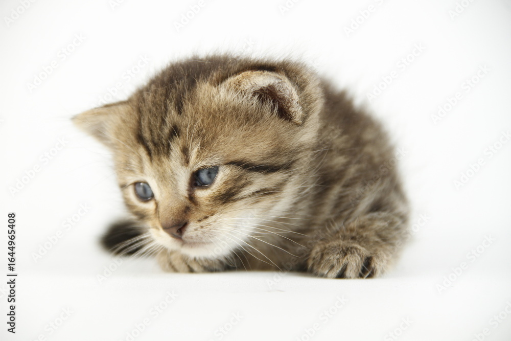 Obraz premium Cute kitten in white background