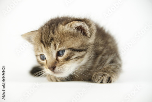 Cute kitten in white background