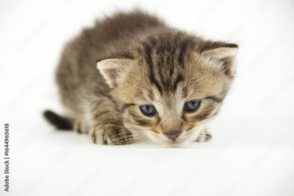 Fototapeta premium Cute kitten in white background