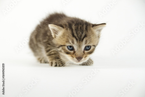 Cute kitten in white background