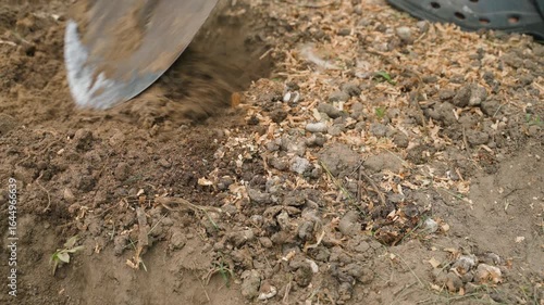 Wallpaper Mural Mixing the soil of a vegetable garden bed with chicken manure, close-up. Digging the vegetable garden with a shovel Torontodigital.ca