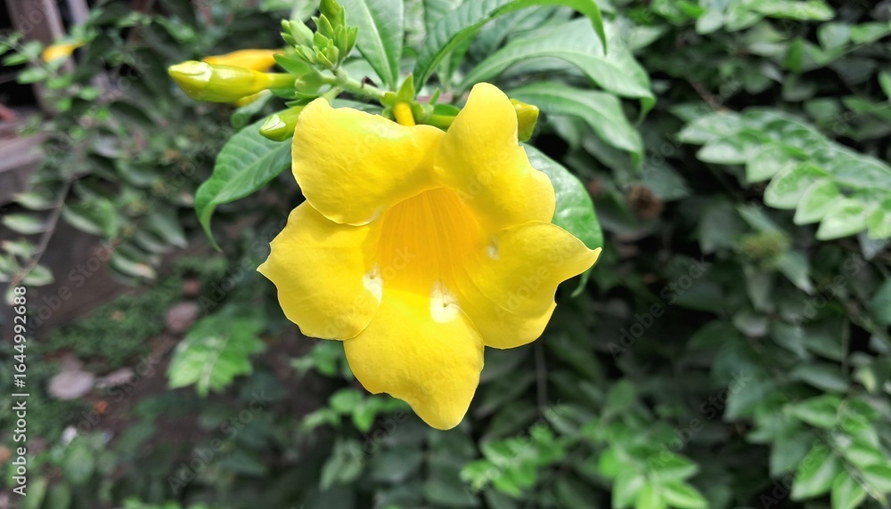 Naklejka premium Yellow Allamanda Schottii Flower Blooms on Green Nature Background