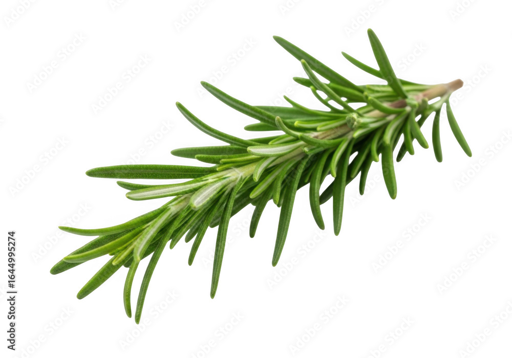 Fototapeta premium Fresh rosemary sprig isolated on transparent background