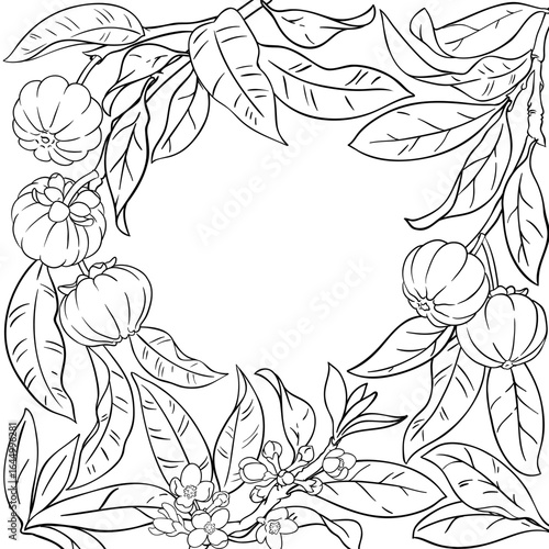 Garcinia Branch with Fruits and Leaves Outline Frame. Organic natural nutritional healthy food ingredient, vegetarian diet product. Vector isolated for design or decoration.