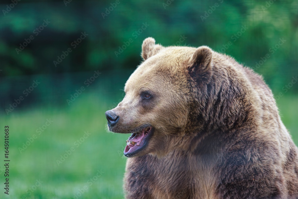 Obraz premium A majestic brown bear stands in a field, looking intently to the left. Its fur is thick, its expression curious, and the background is a wash of soft green