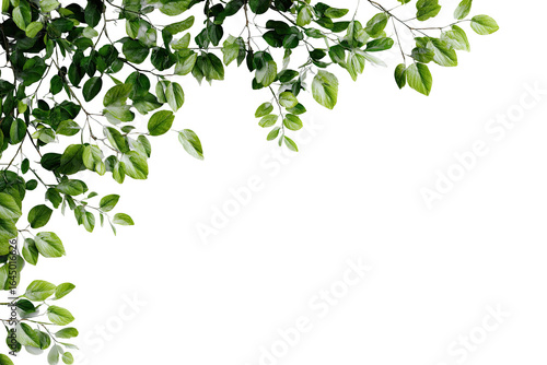 Green leaves corner border