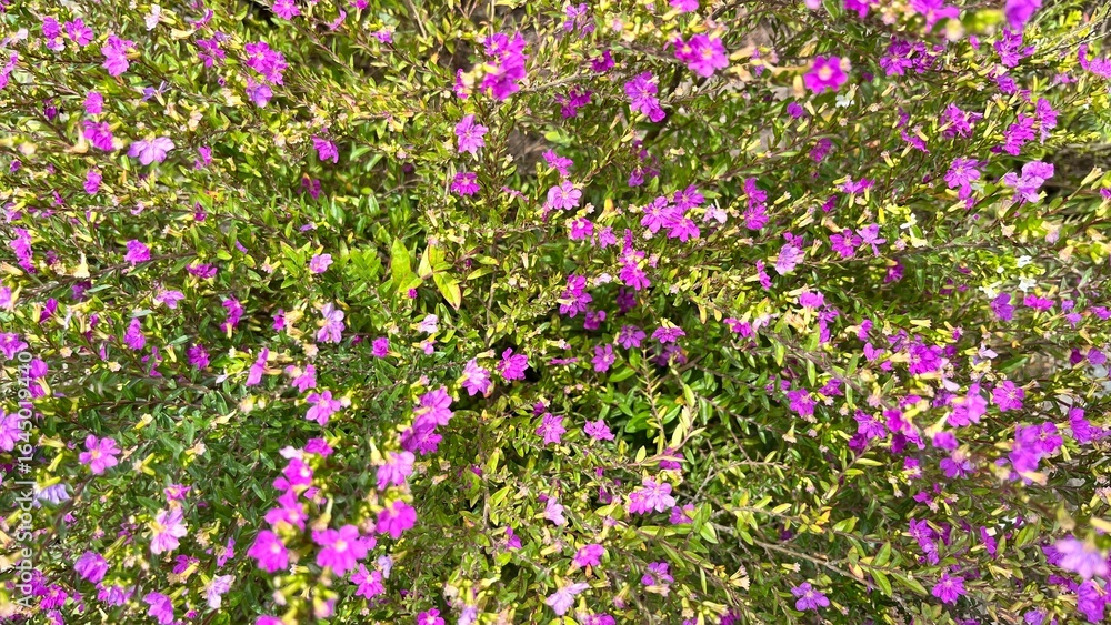 Naklejka premium Vibrant Purple Flowers Blooming in Lush Green Foliage