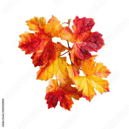Autumn vineyard leaves, close-up, red-orange foliage, fall harvest