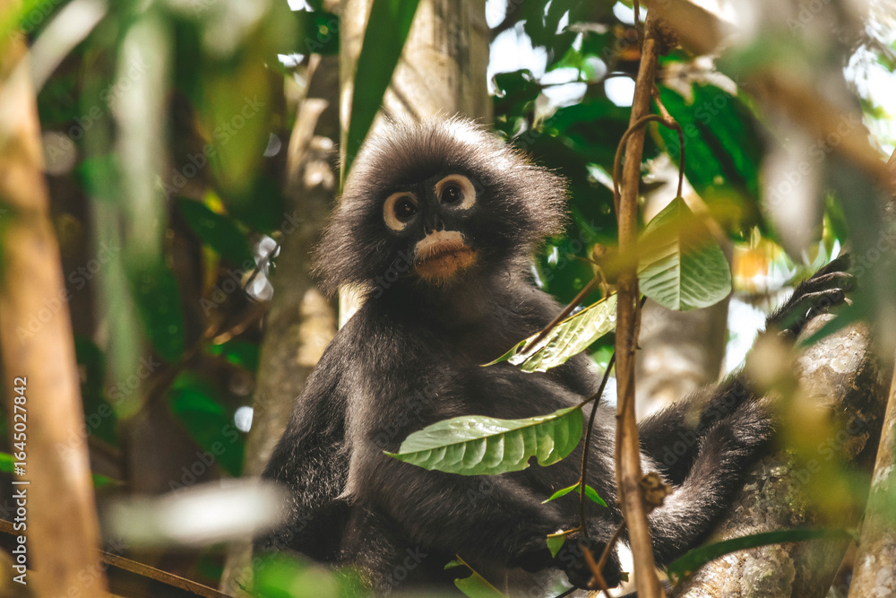 Fototapeta premium Dusky Leaf Monkey (Trachypithecus obscurus) in Khao Sok National Park, Thailand