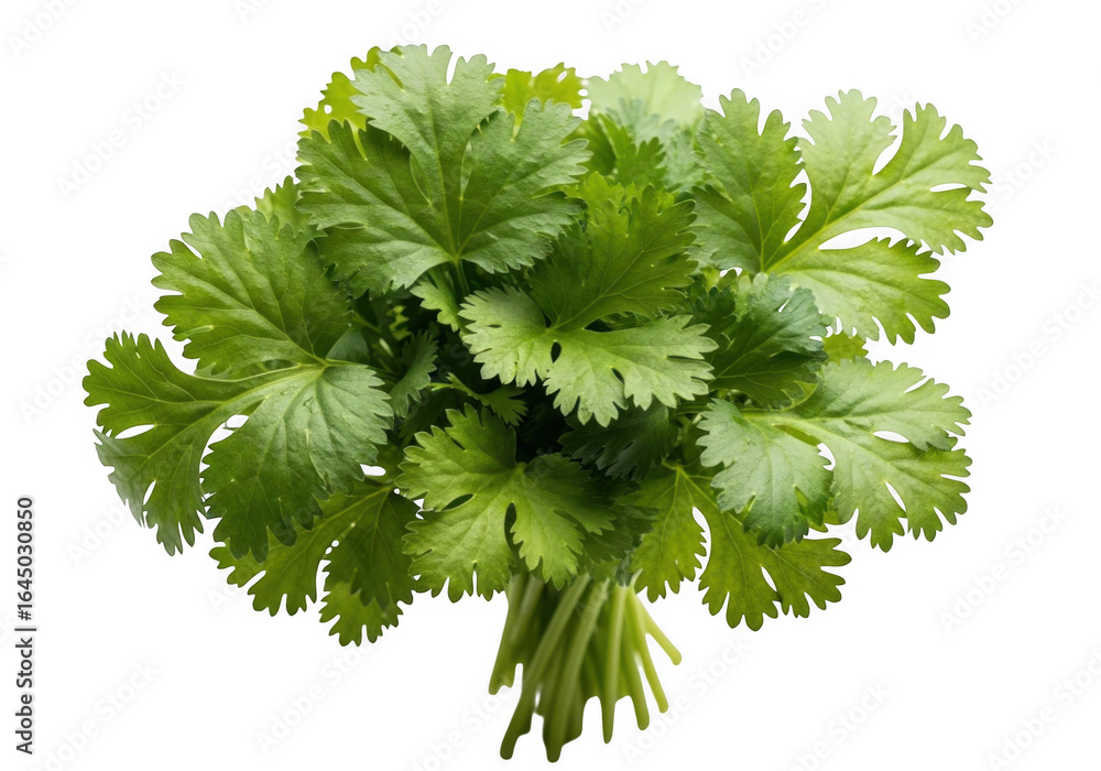 Fototapeta premium Fresh cilantro bunch isolated on transparent background