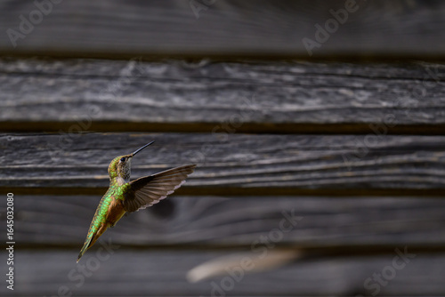 Hummingbirds flying through wood arbor