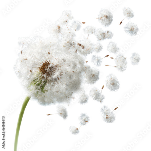 Dandelion seed head dispersing seeds in the wind, showcasing delicate white fluffy structures and a green stem