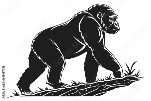 Gorilla walking on the ground isolated on white background in black and white
