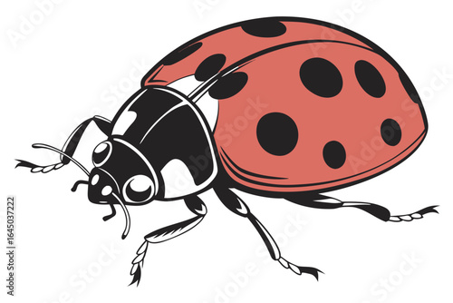 Close up of a ladybug with red shell and black spots isolated on white background