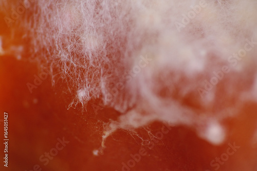Macro texture of mycelium growth on apple fruit
