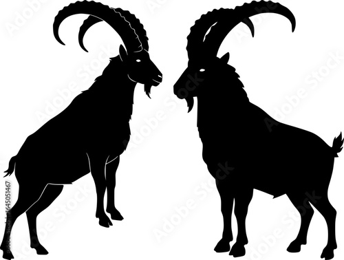 Two majestic ibex with massive curved horns face each other in alpine mountain wildlife confrontation silhouette scene
