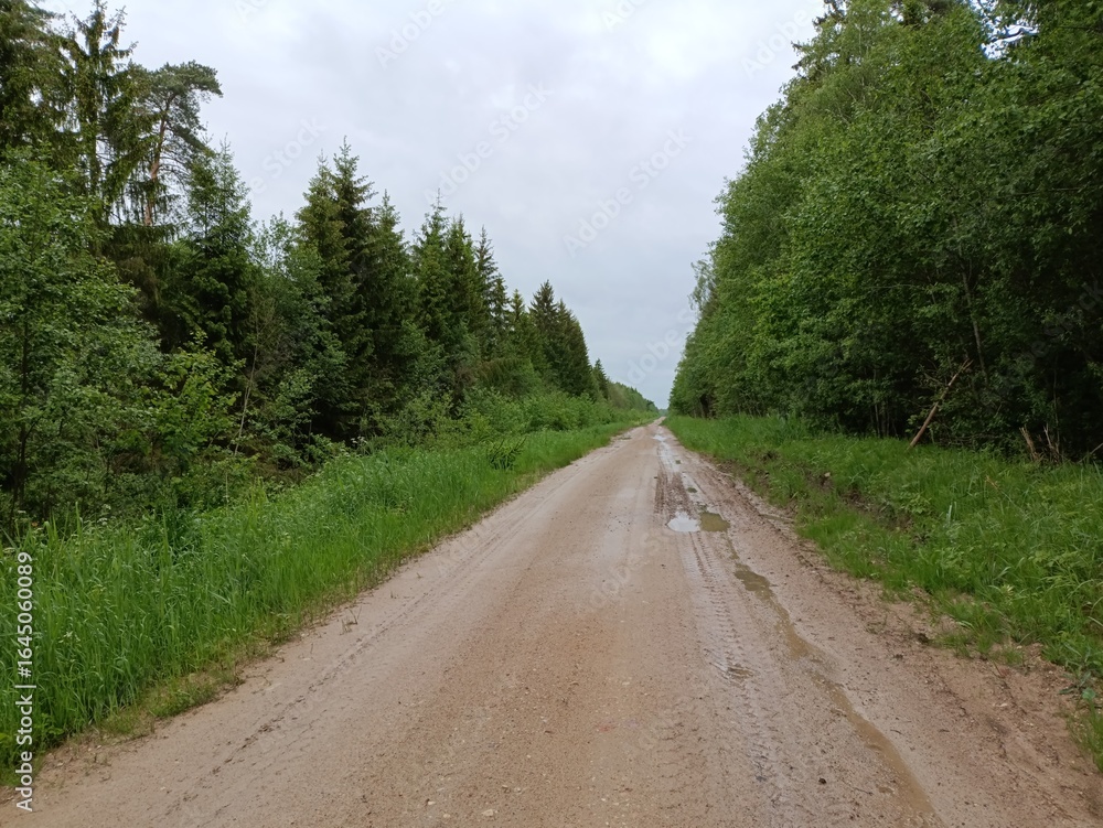 Road in forest in Siauliai county during cloud summer day. Oak and birch tree woodland. Cloud day with white clouds in sky. Bushes are growing in woods. Sandy road. Nature. Summer season. Miskas. Road in forest in Siauliai county during cloud summer day. Oak and birch tree woodland. Cloud day with white clouds in sky. Bushes are growing in woods. Sandy road. Nature. Summer season. Miskas.
