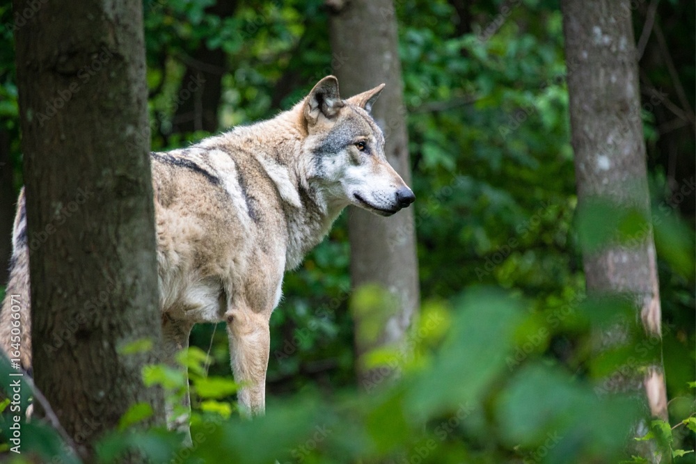 Fototapeta premium wolf in the forest