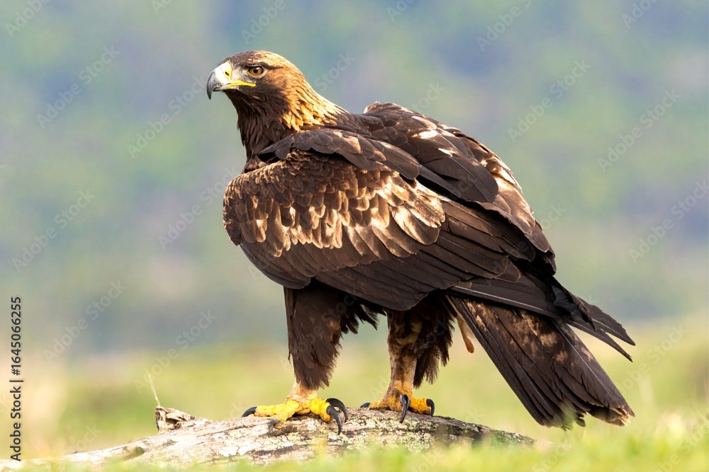 Fototapeta premium eagle in flight