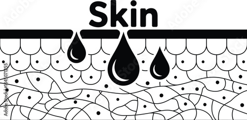Cross section of skin showing moisture droplets and cellular structure