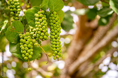 Wallpaper Mural Sea Grape (Coccoloba uvifera) Growing in Florida’s Tropical Environment Torontodigital.ca