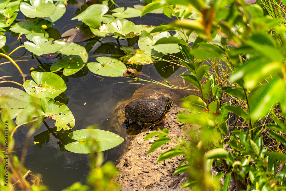 Naklejka premium Yellow-bellied Slider Turtle Resting by Water, Everglades National Park