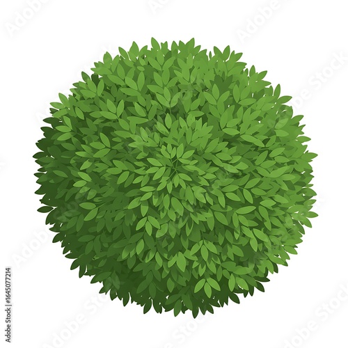 Top View of Green Bush or Tree Foliage Isolated on White