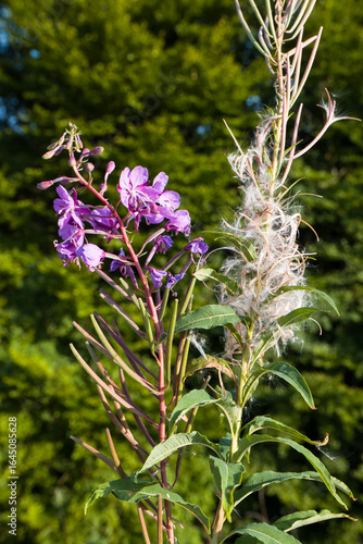 Schmalblättrige Weidenröschen (Epilobium angustifolium) teilweise verblüht mit Fruchtstand