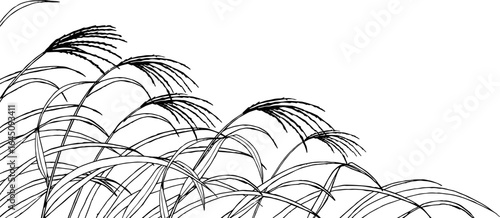 ペンで描いたすすきのイラスト