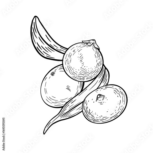 Hand drawn black white vector illustration of fresh acai clusters with tropical palm fronds. Tropical fruit outline. Line art for superfood packaging, health label designs, organic product branding.
