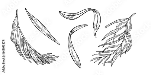 Hand drawn black white illustrations of acai palm fronds and exotic leaves isolated. Foliage vector outline drawing. Silhouettes line art leaves clipart for packaging, labels, kitchenware branding.