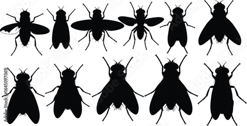 Housefly silhouettes, black insect vector, common fly illustration, pest control graphic, entomology design, detailed fly drawing, insect collection, biology insect silhouette set