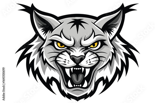 Angry bobcat roars fiercely showing its teeth in a against a white background