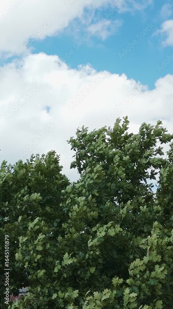 Tall common oak (Quercus robur) trees move in the breeze beneath a bright blue sky with scattered clouds, captured in vertical framing on a windy day. Tall common oak (Quercus robur) trees move in the breeze beneath a bright blue sky with scattered clouds, captured in vertical framing on a windy day.