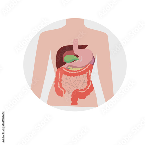 Human digestive system anatomy medical  concept illustration, medical illustration of the human digestive system and internal organs digestive system.
