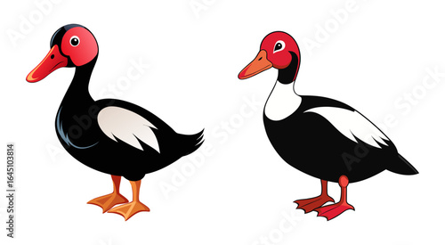 Set of muscovy duck vector illustration design