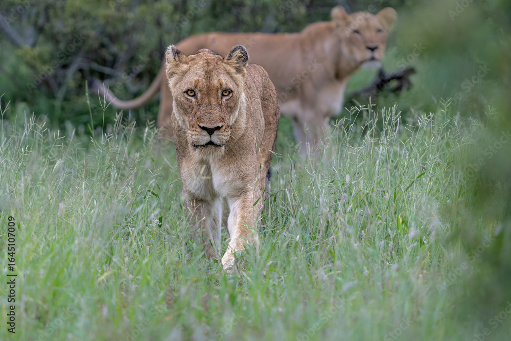 Naklejka premium Lion female hunting. Lioness searching for food in the Kruger National Park in the green season in South Africa