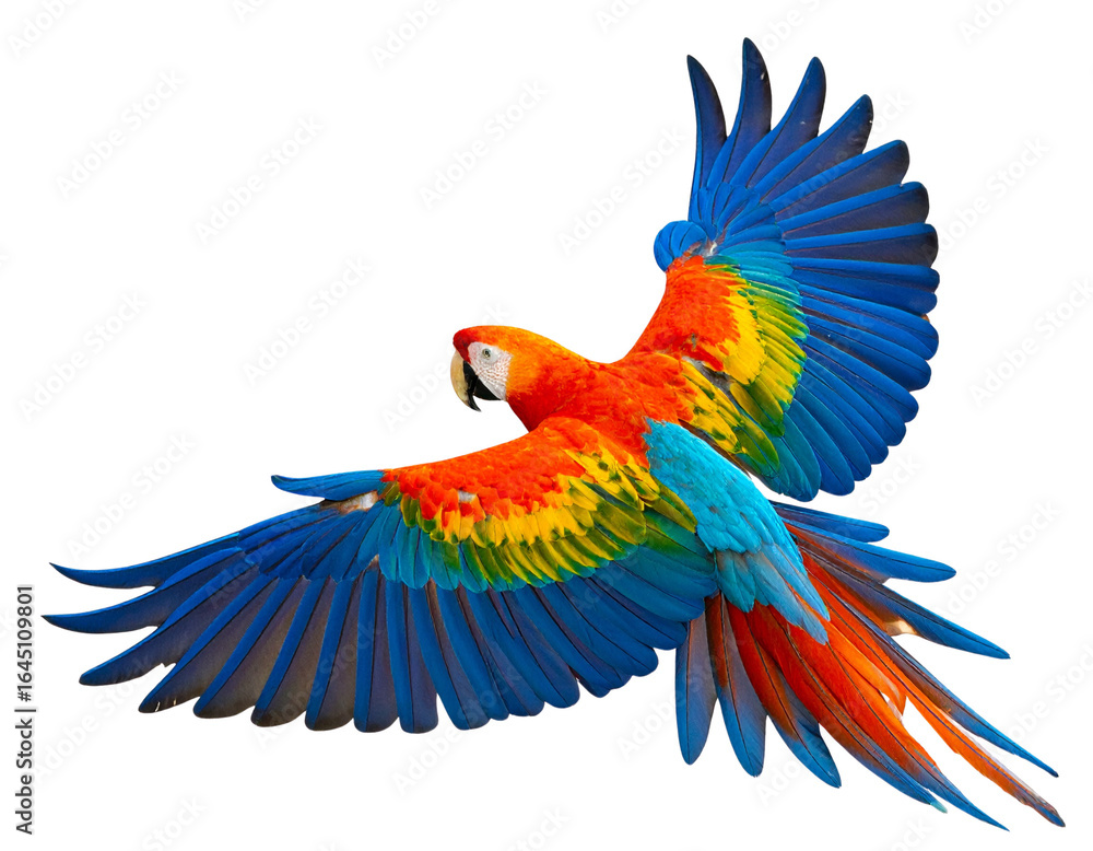 Fototapeta premium Firefly_Colorful flying parrot isolated on transparent background png file