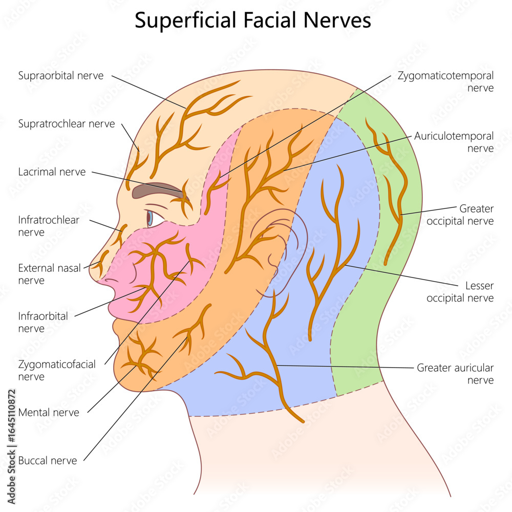 Poster superficial facial nerves, showing labeled sensory nerve ...