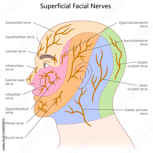 superficial facial nerves, showing labeled sensory nerve branches across the face, scalp, and jaw regions structure diagram hand drawn schematic vector illustration. Medical science illustration