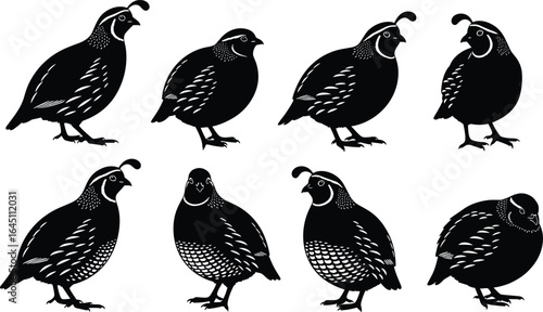 Silhouette of quail birds, wildlife bird illustration, game bird design, poultry animal graphic, nature bird art, hunting bird species drawing