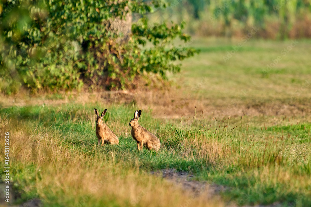 hares in the field in the morninglight hares in the field in the morninglight