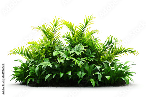 Lush green tropical bush with fronds and broad leaves