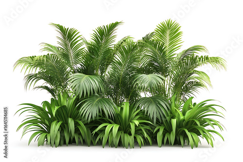 Lush green tropical palm plants isolated on white background